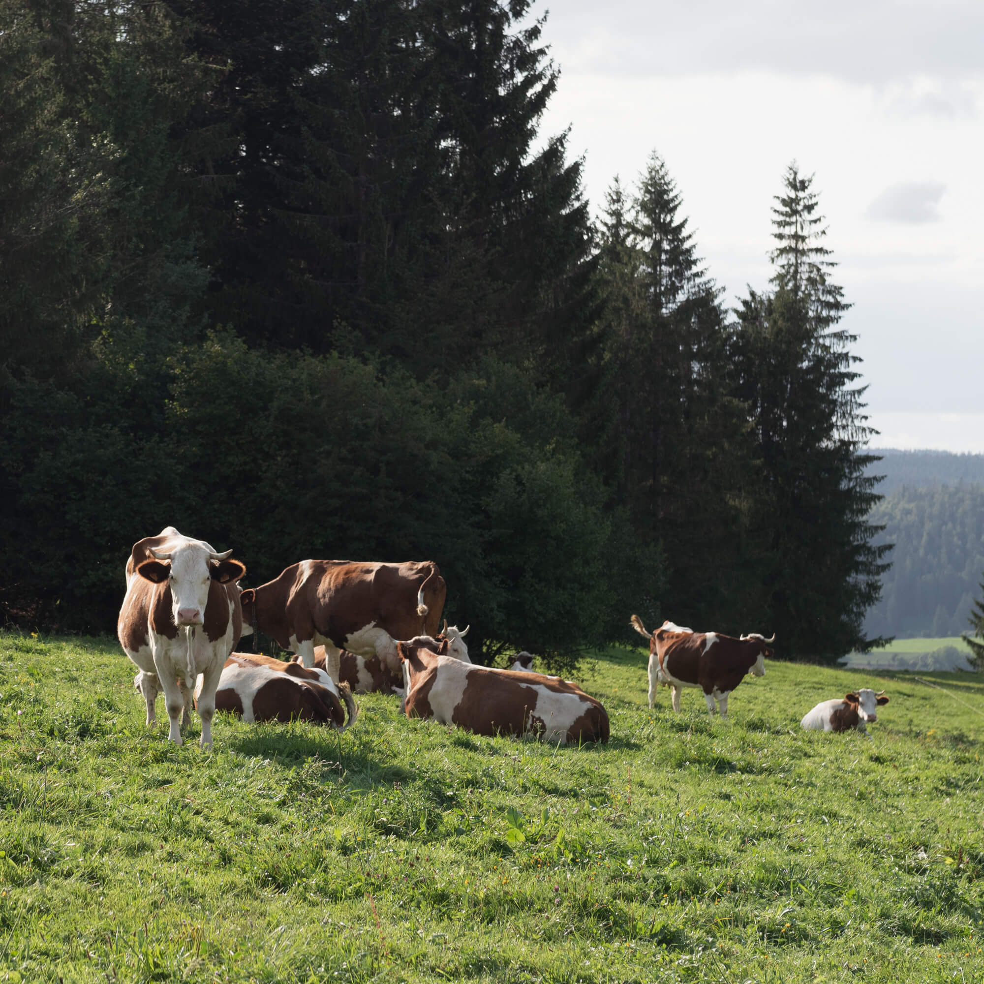 Troupeau Vaches Montbéliardes